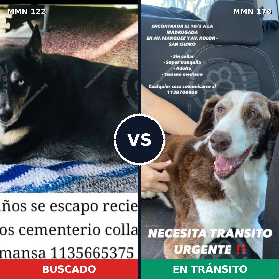 Comparativa MMS 3034: mascota perdida y mascota encontrada, 45% de similitud