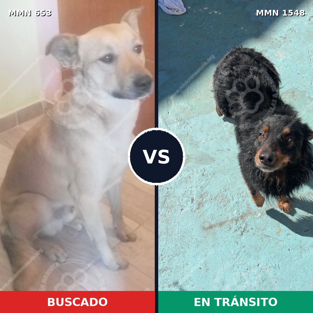 Comparativa MMS 30342: mascota perdida y mascota encontrada, 68% de similitud