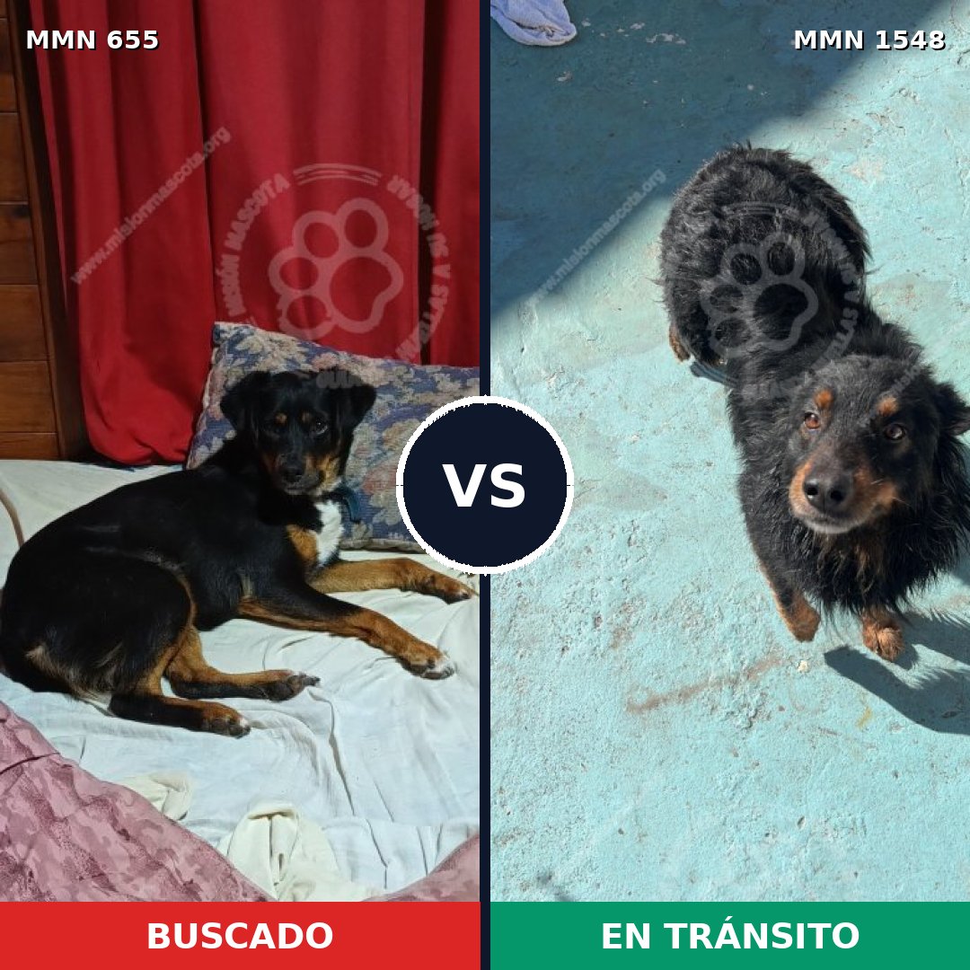 Comparativa MMS 30343: mascota perdida y mascota encontrada, 61% de similitud