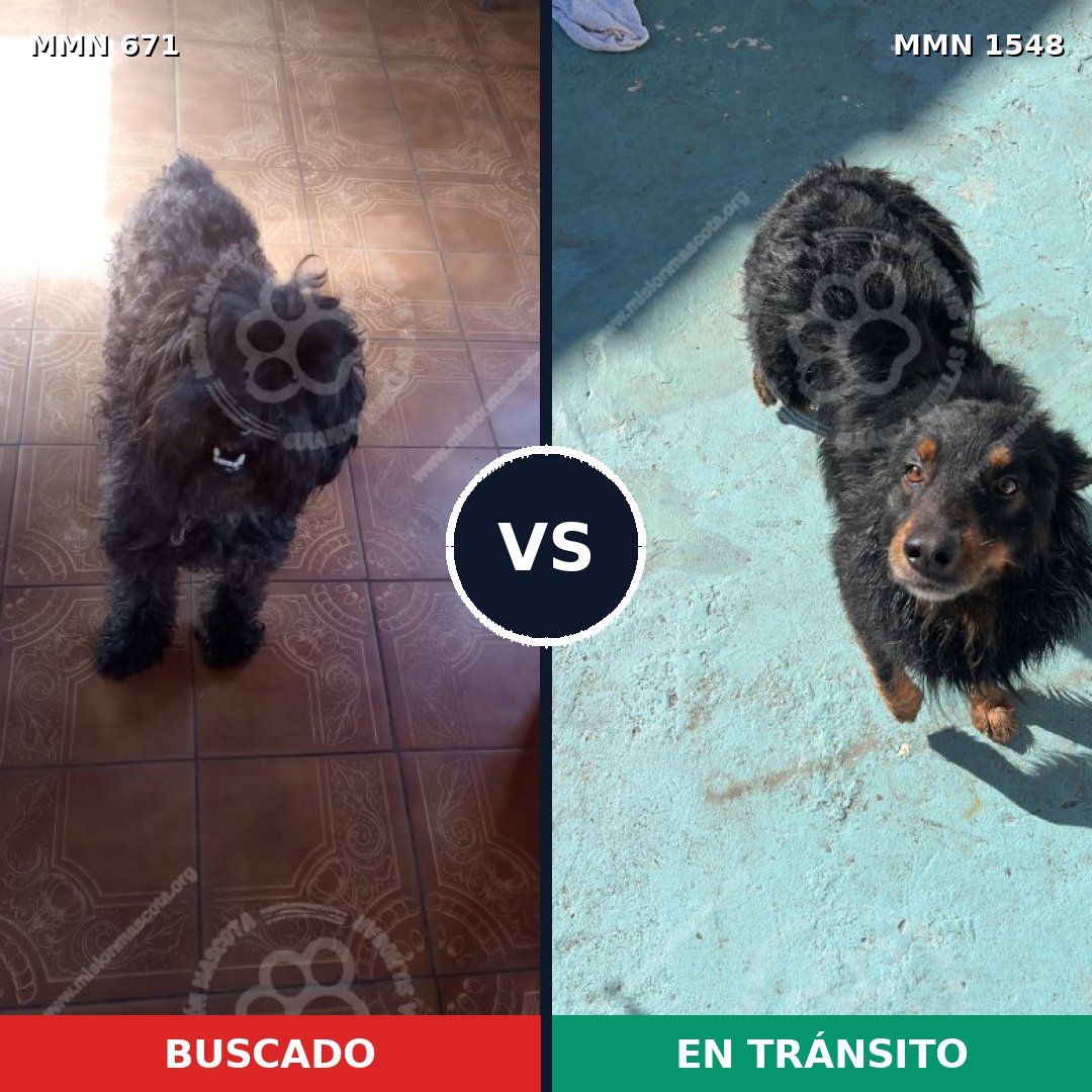 Comparativa MMS 30344: mascota perdida y mascota encontrada, 37% de similitud