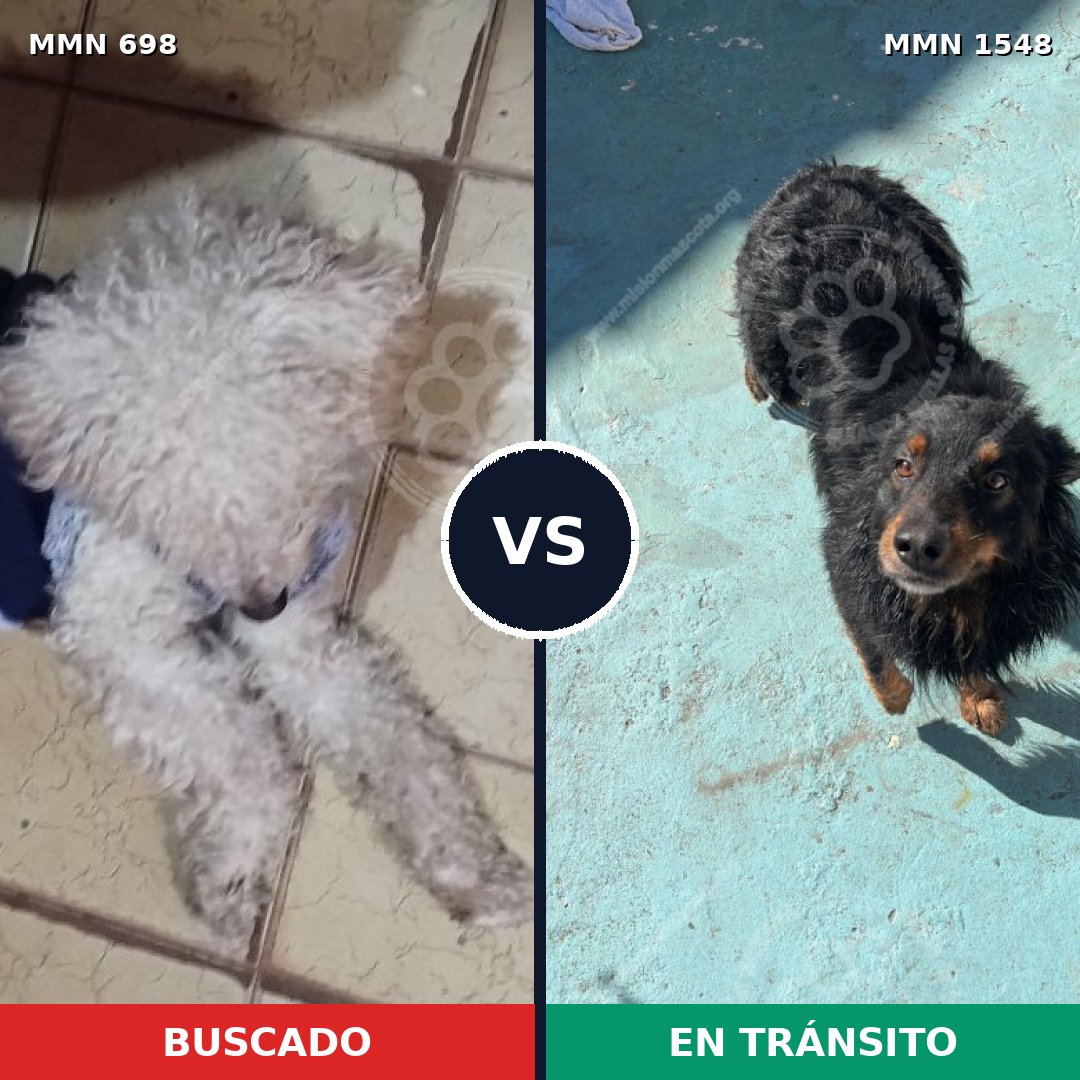 Comparativa MMS 30346: mascota perdida y mascota encontrada, 38% de similitud