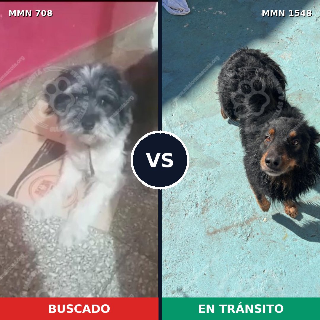 Comparativa MMS 30347: mascota perdida y mascota encontrada, 48% de similitud