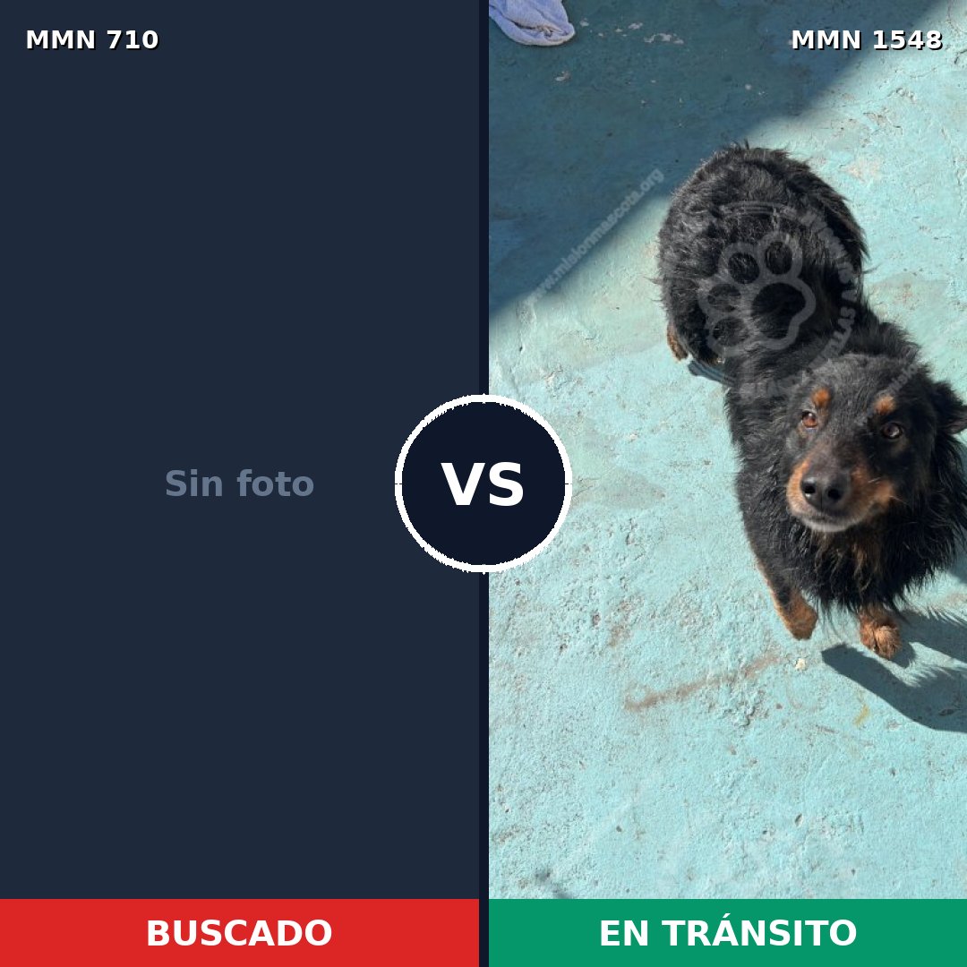 Comparativa MMS 30348: mascota perdida y mascota encontrada, 42% de similitud