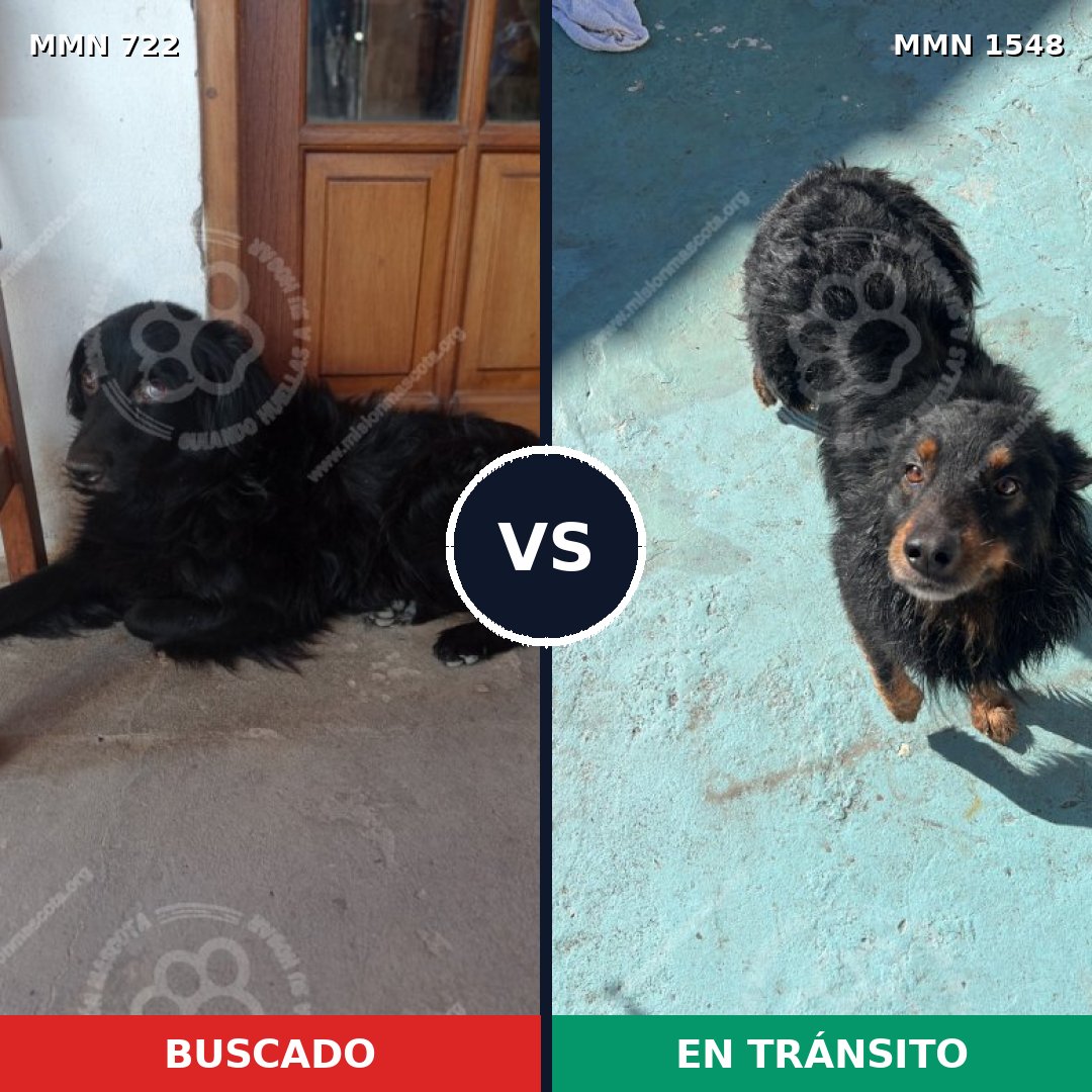 Comparativa MMS 30349: mascota perdida y mascota encontrada, 51% de similitud