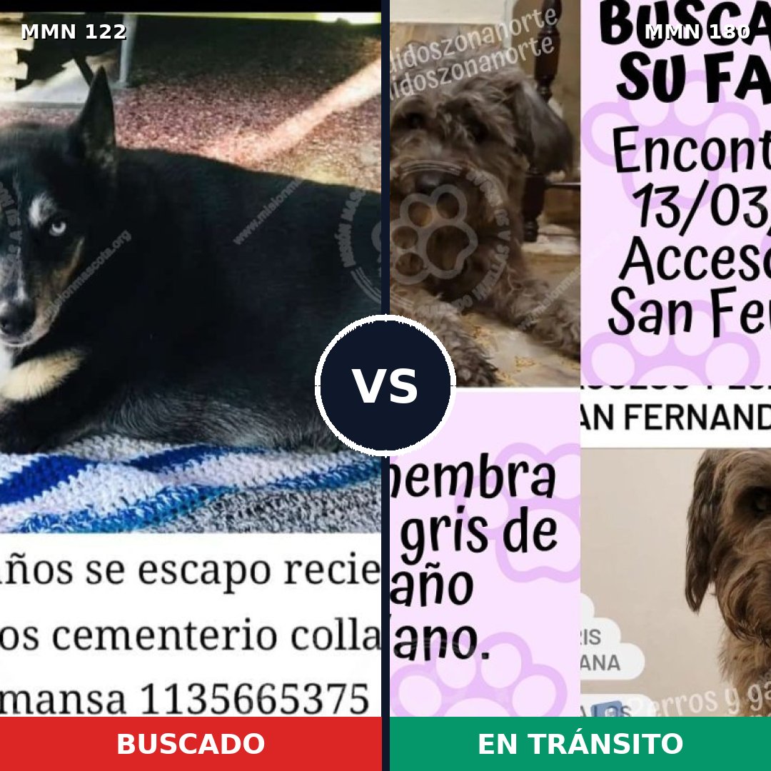 Comparativa MMS 3035: mascota perdida y mascota encontrada, 63% de similitud