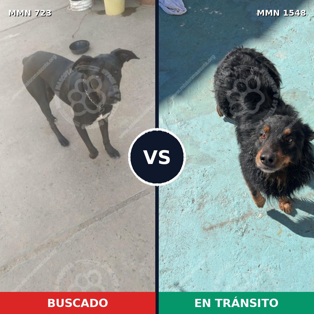 Comparativa MMS 30350: mascota perdida y mascota encontrada, 60% de similitud