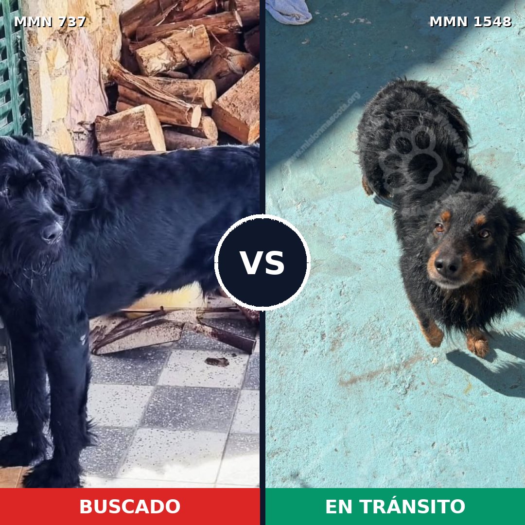 Comparativa MMS 30351: mascota perdida y mascota encontrada, 27% de similitud