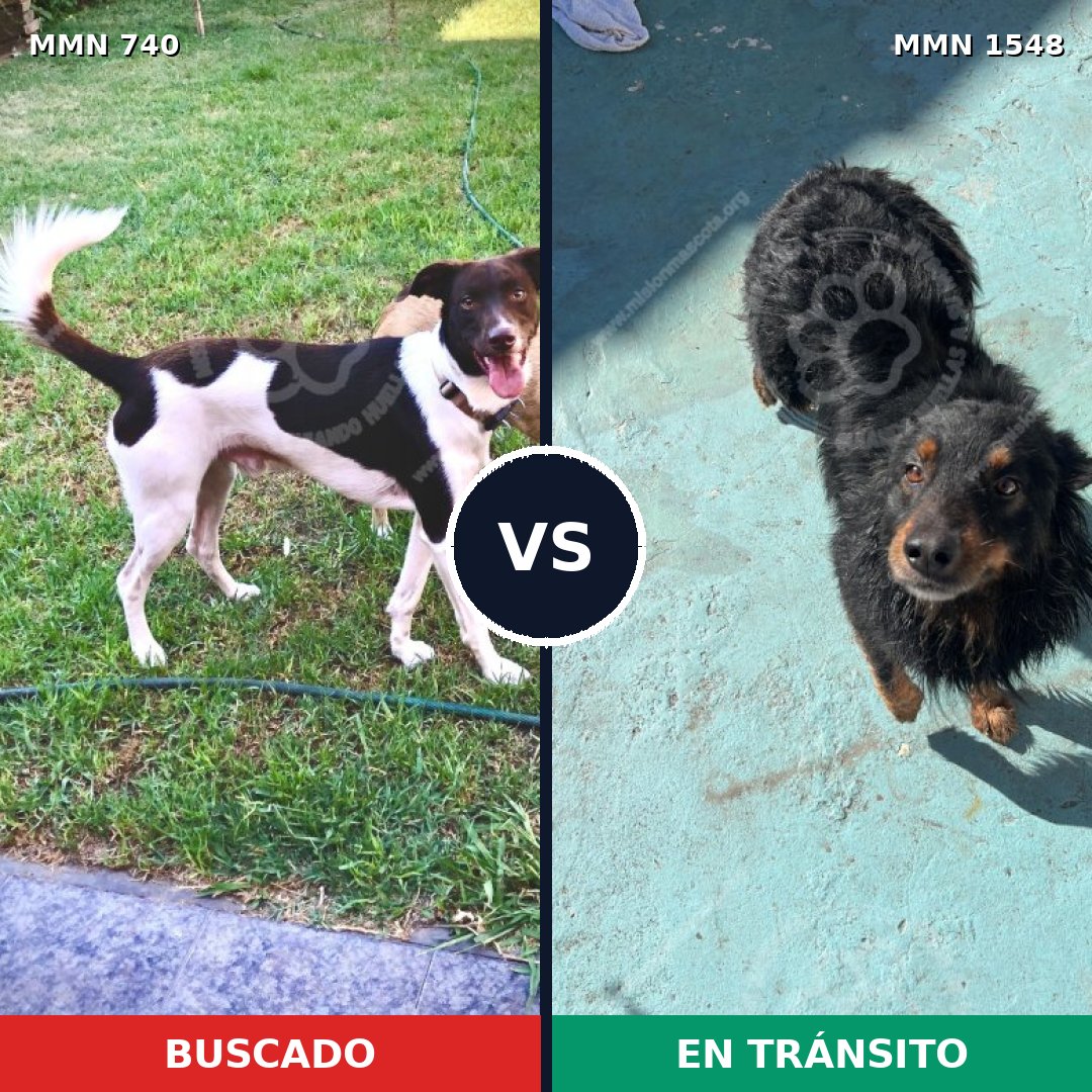 Comparativa MMS 30352: mascota perdida y mascota encontrada, 69% de similitud