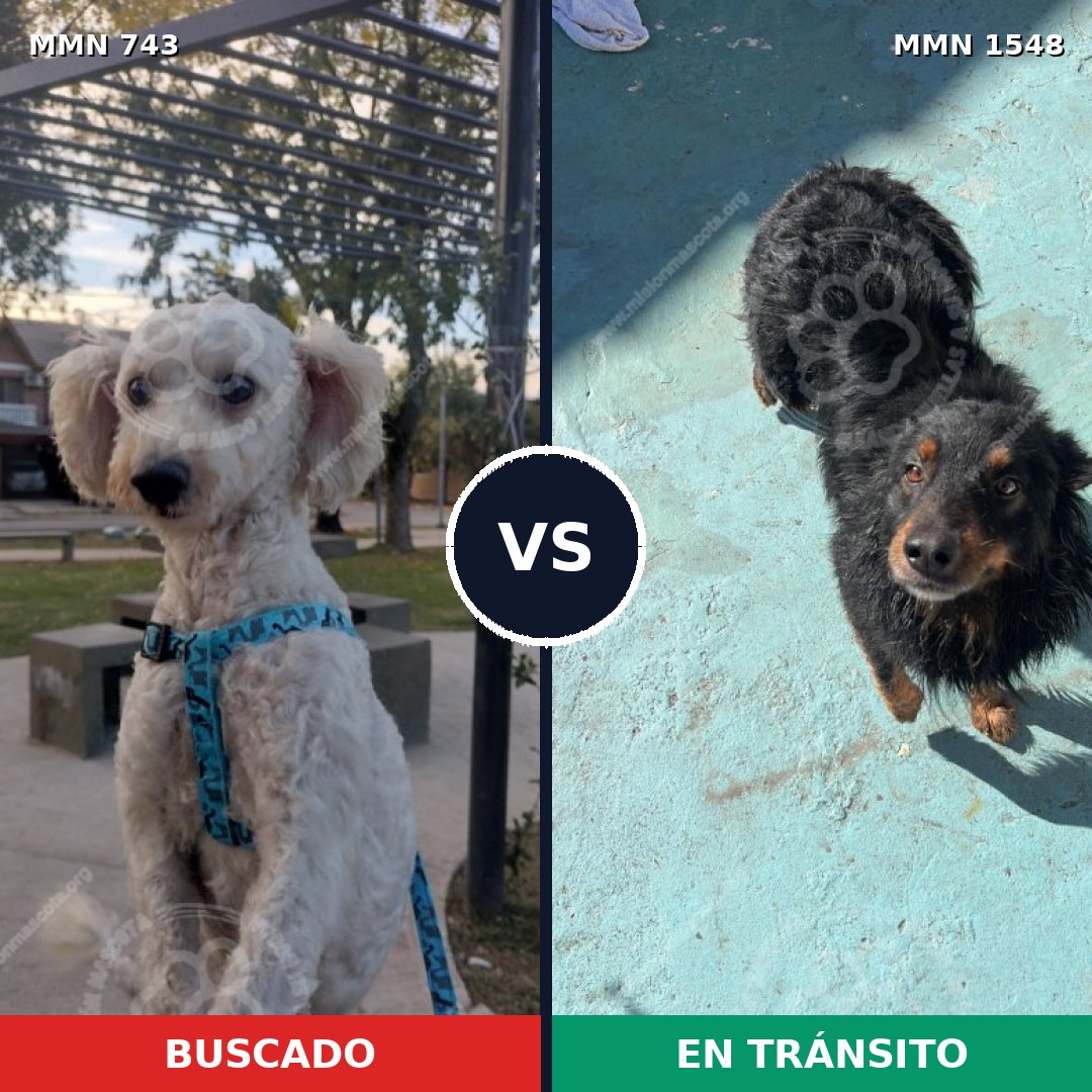 Comparativa MMS 30353: mascota perdida y mascota encontrada, 48% de similitud