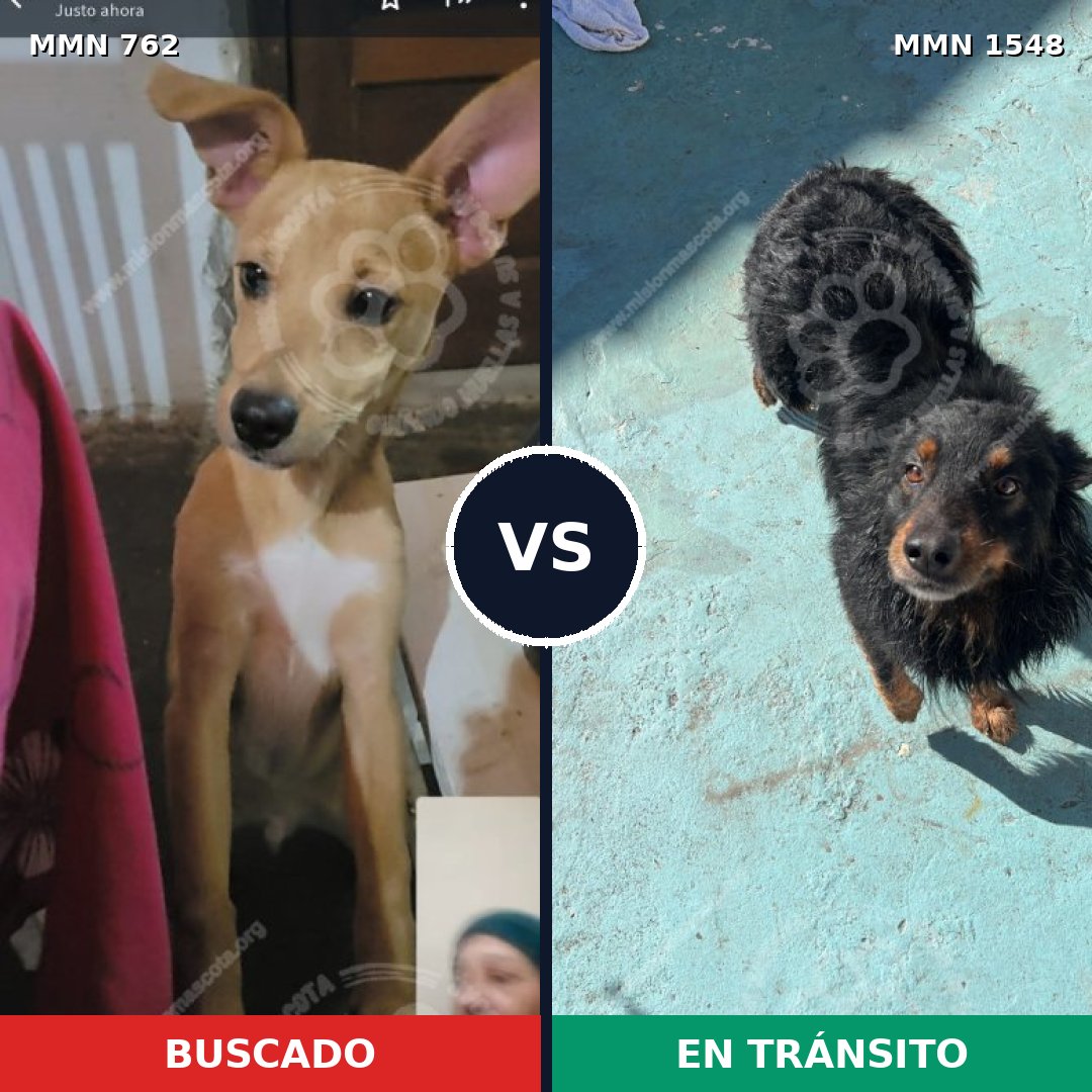 Comparativa MMS 30355: mascota perdida y mascota encontrada, 67% de similitud