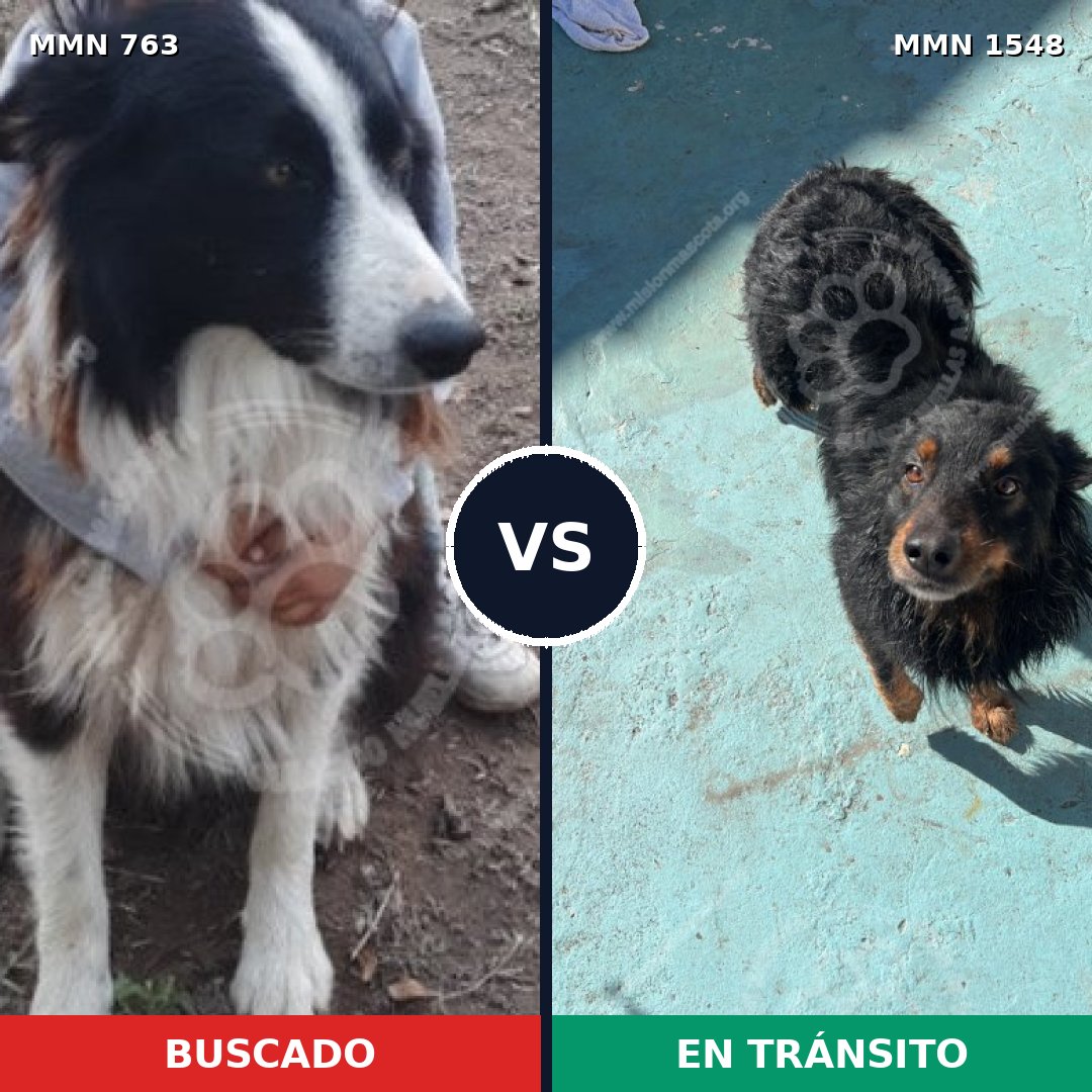 Comparativa MMS 30356: mascota perdida y mascota encontrada, 51% de similitud