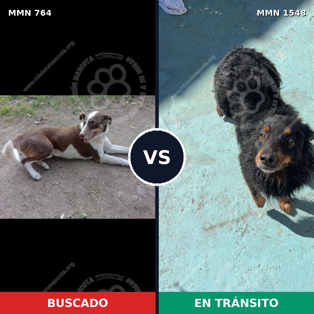 Comparativa MMS 30357: mascota perdida y mascota encontrada, 37% de similitud