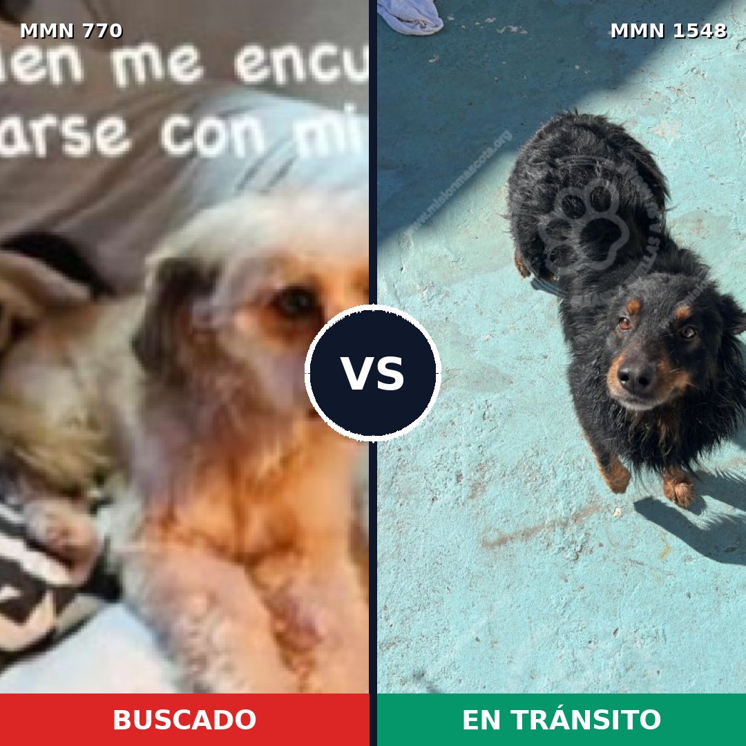 Comparativa MMS 30358: mascota perdida y mascota encontrada, 60% de similitud