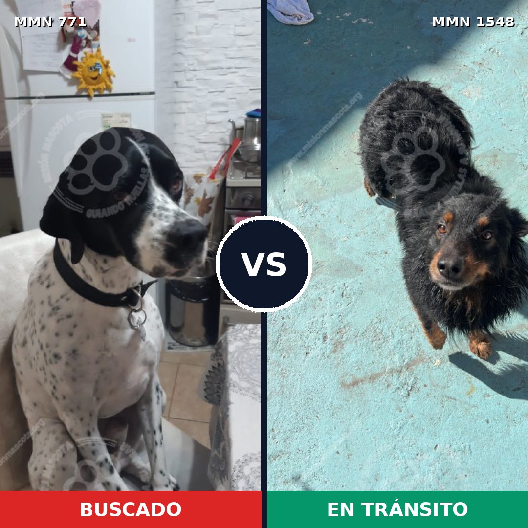 Comparativa MMS 30359: mascota perdida y mascota encontrada, 43% de similitud