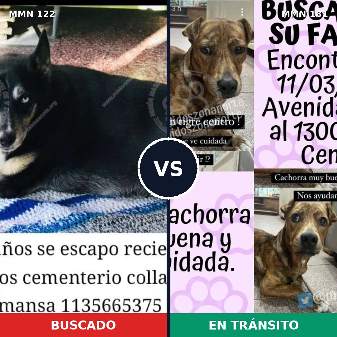 Comparativa MMS 3036: mascota perdida y mascota encontrada, 47% de similitud