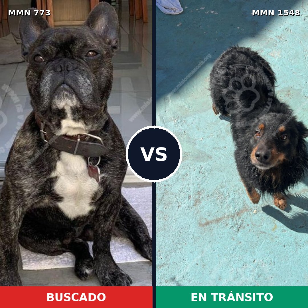 Comparativa MMS 30360: mascota perdida y mascota encontrada, 47% de similitud