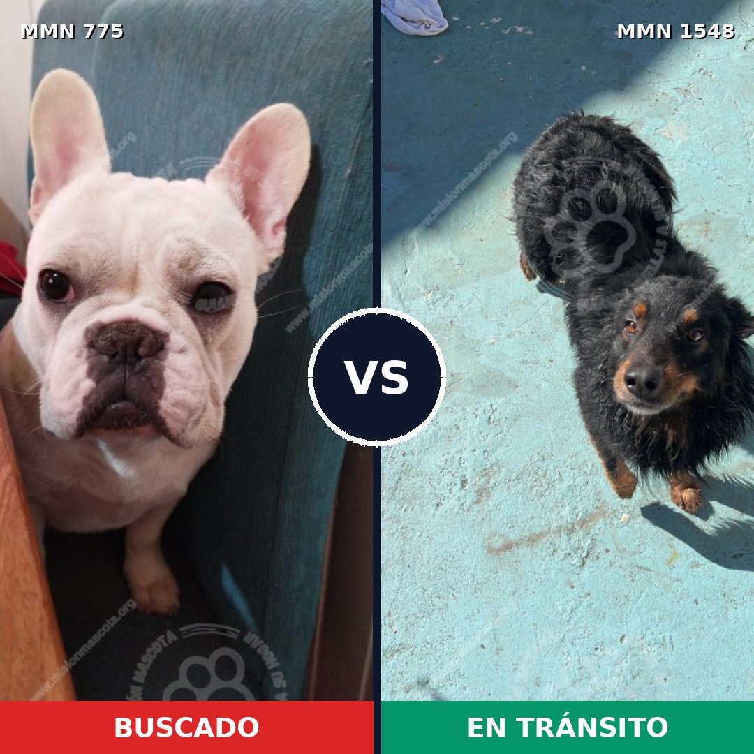 Comparativa MMS 30361: mascota perdida y mascota encontrada, 38% de similitud