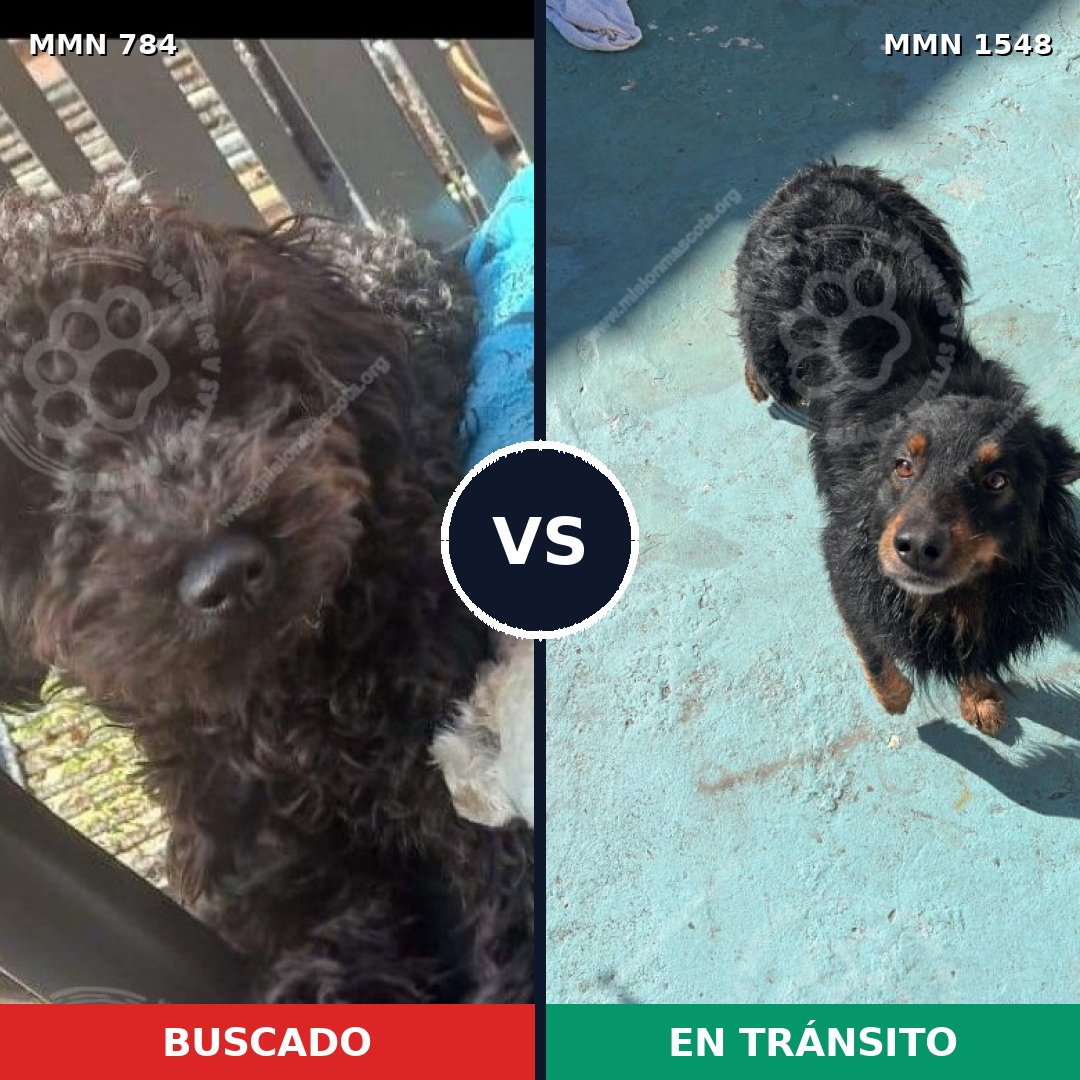 Comparativa MMS 30363: mascota perdida y mascota encontrada, 46% de similitud