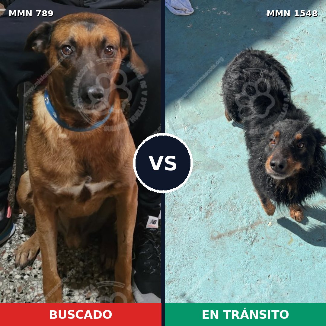 Comparativa MMS 30364: mascota perdida y mascota encontrada, 60% de similitud