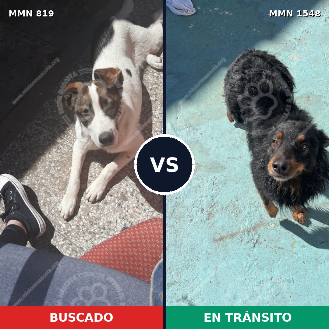 Comparativa MMS 30367: mascota perdida y mascota encontrada, 74% de similitud