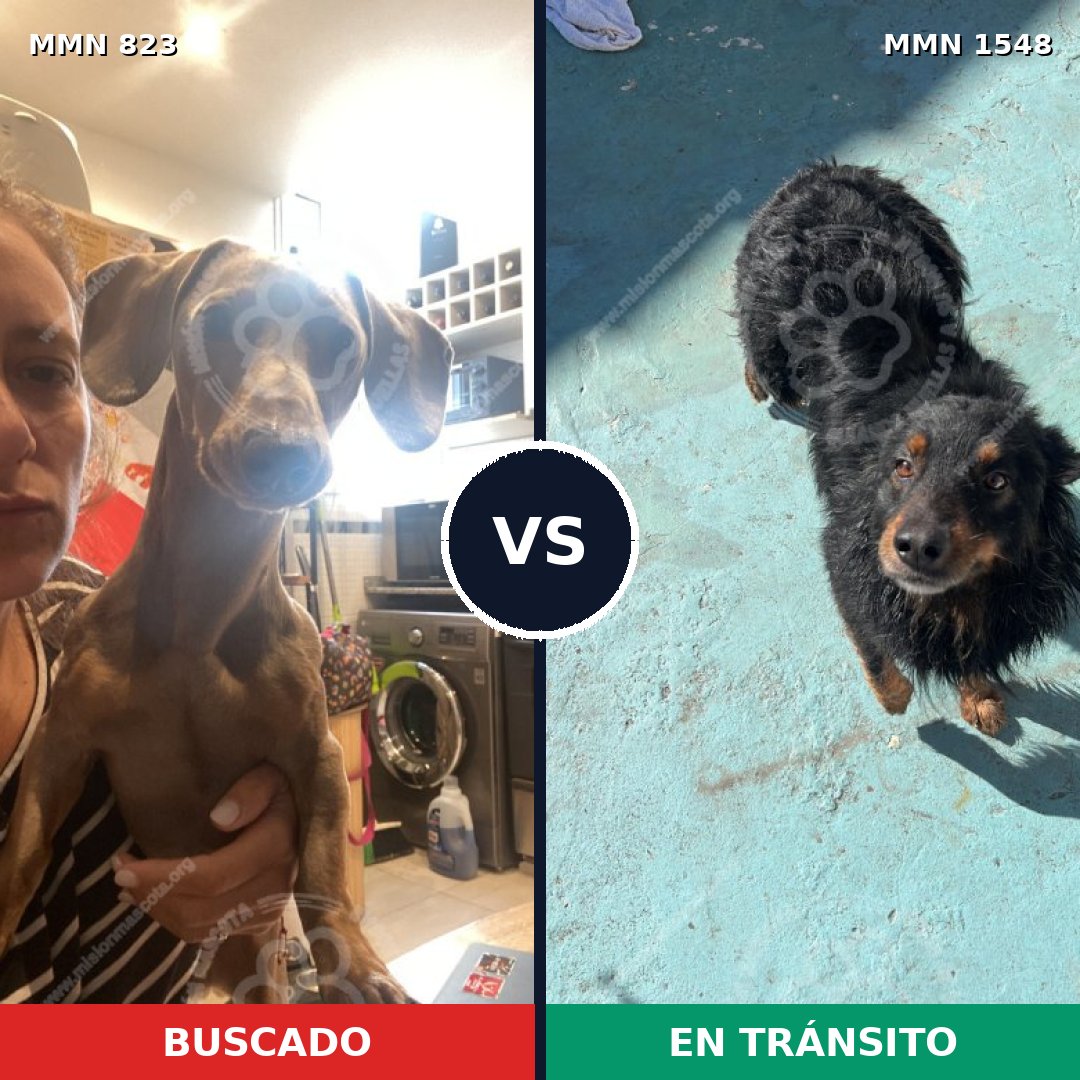 Comparativa MMS 30368: mascota perdida y mascota encontrada, 30% de similitud
