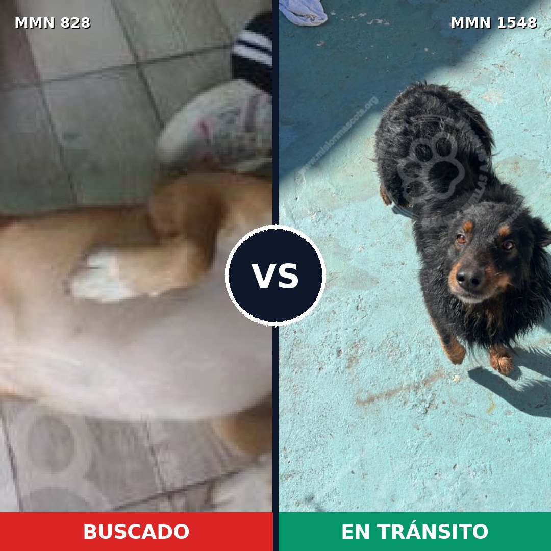 Comparativa MMS 30369: mascota perdida y mascota encontrada, 70% de similitud