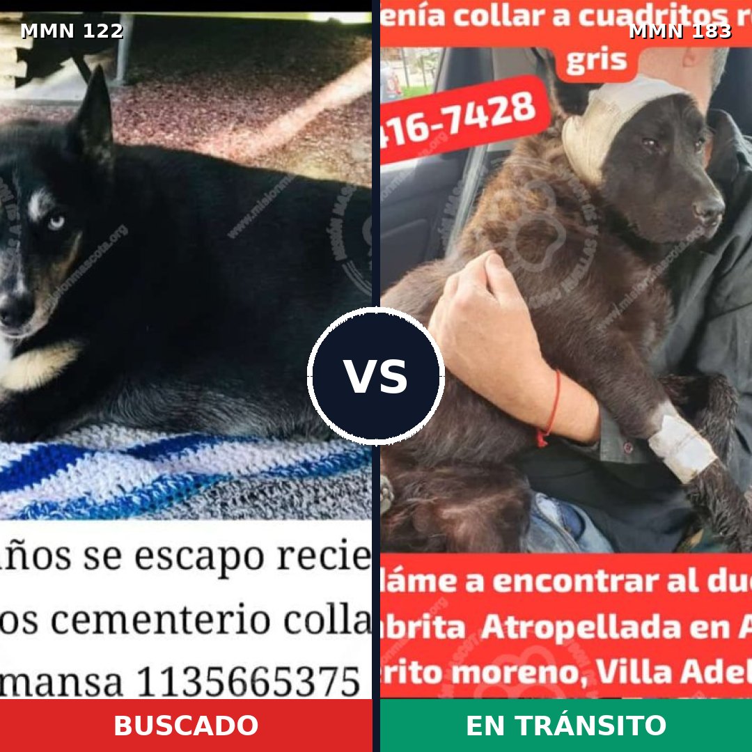 Comparativa MMS 3037: mascota perdida y mascota encontrada, 4% de similitud