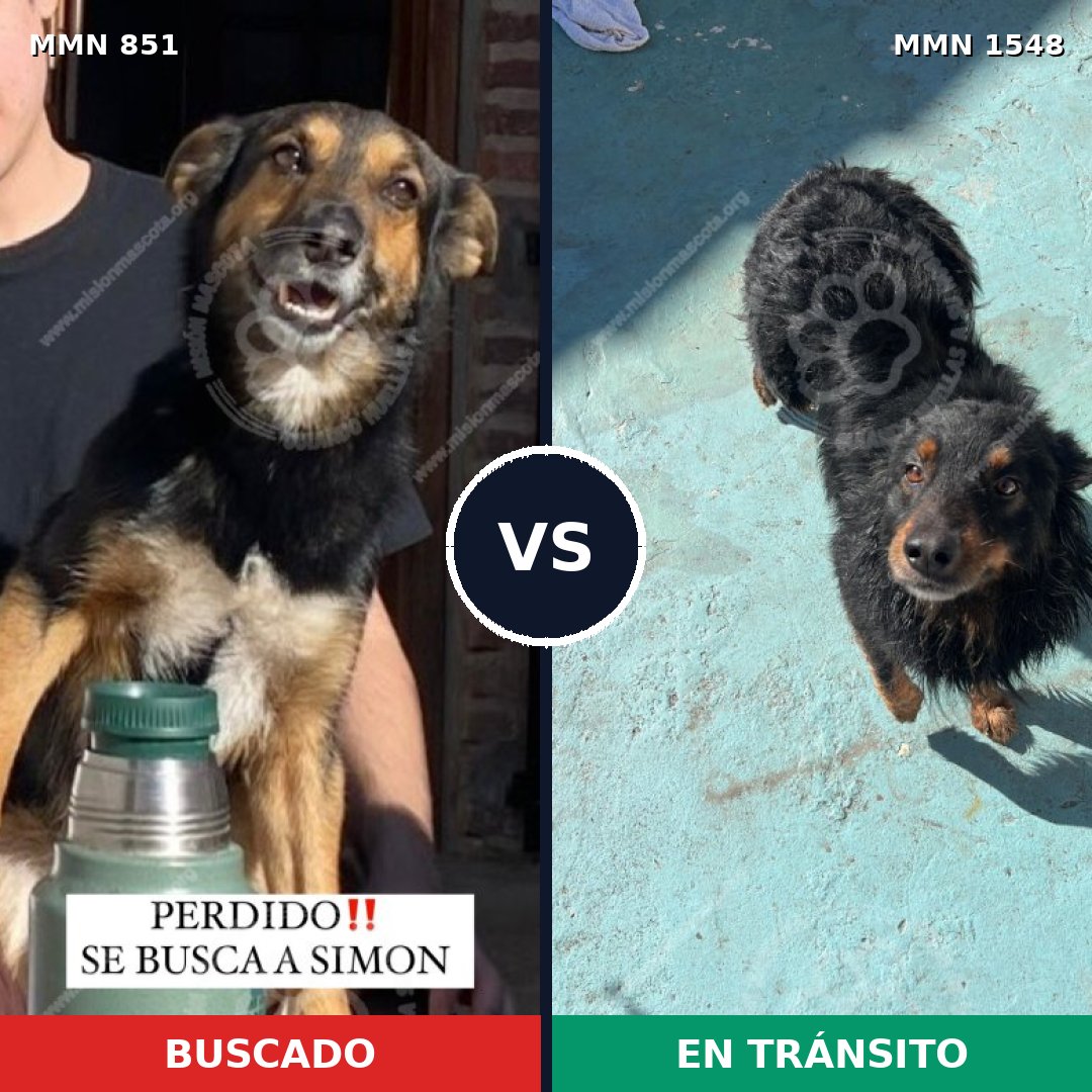 Comparativa MMS 30370: mascota perdida y mascota encontrada, 82% de similitud