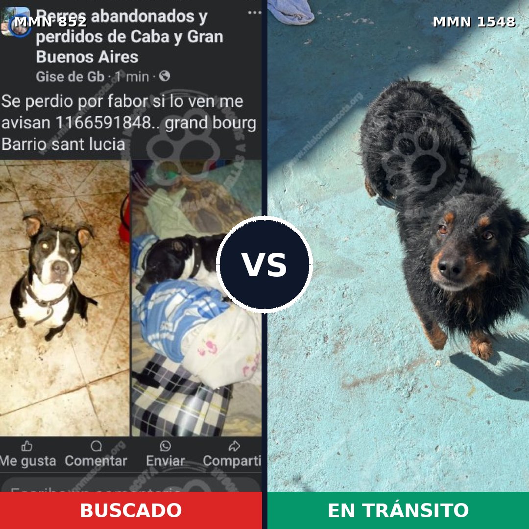 Comparativa MMS 30371: mascota perdida y mascota encontrada, 47% de similitud