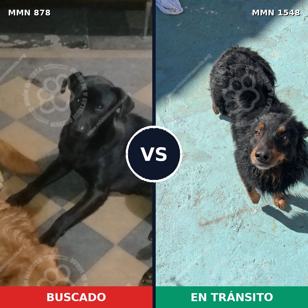 Comparativa MMS 30373: mascota perdida y mascota encontrada, 55% de similitud