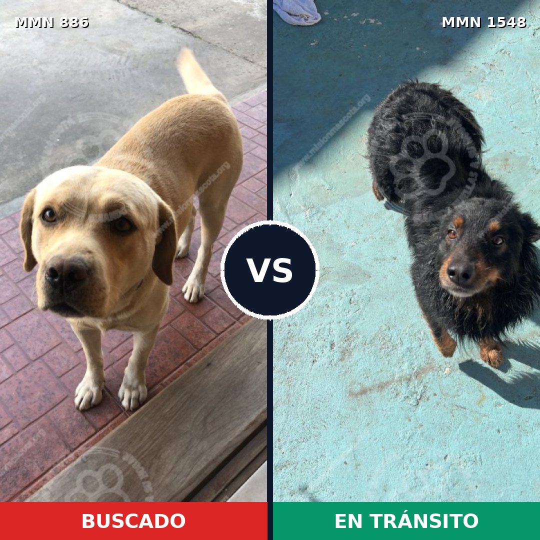 Comparativa MMS 30374: mascota perdida y mascota encontrada, 40% de similitud