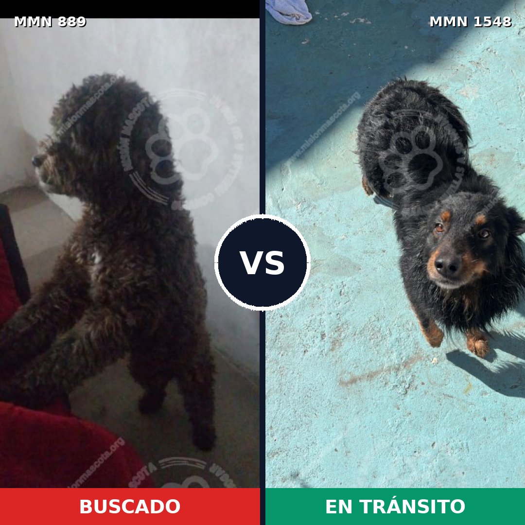 Comparativa MMS 30375: mascota perdida y mascota encontrada, 52% de similitud