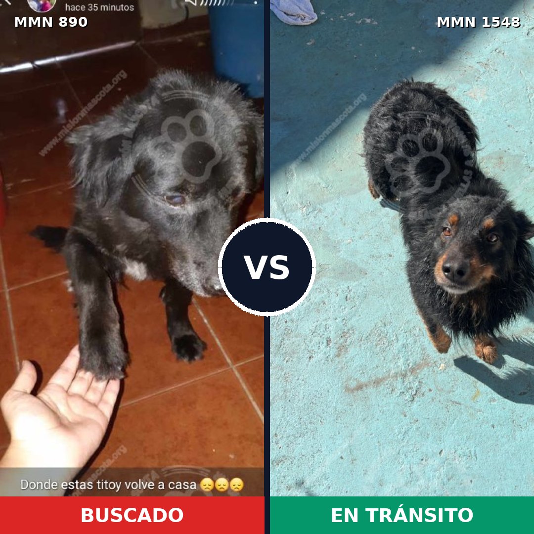 Comparativa MMS 30376: mascota perdida y mascota encontrada, 45% de similitud