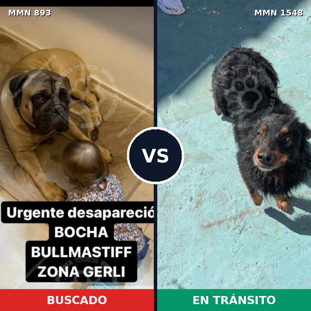Comparativa MMS 30377: mascota perdida y mascota encontrada, 29% de similitud