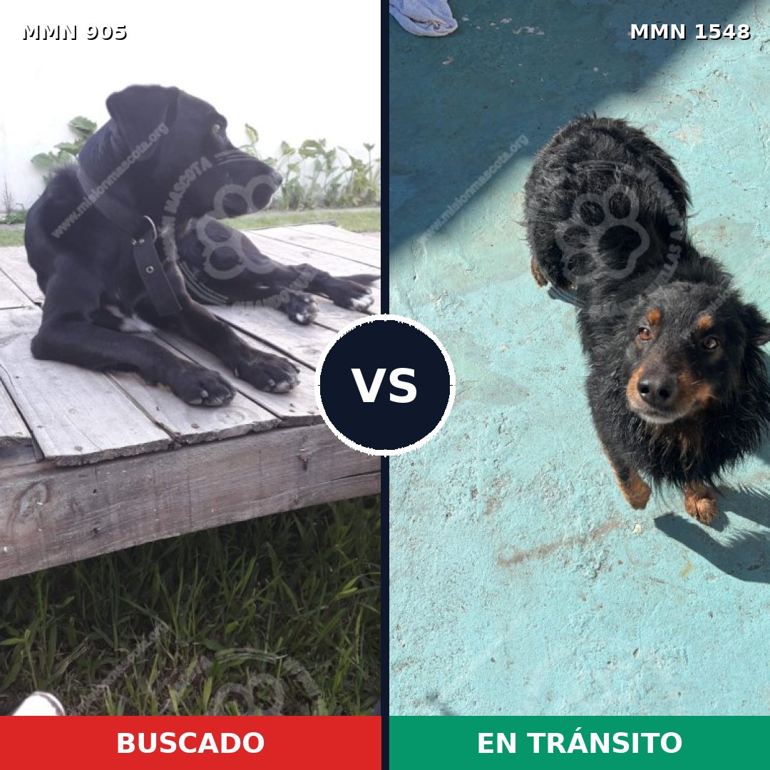 Comparativa MMS 30378: mascota perdida y mascota encontrada, 80% de similitud