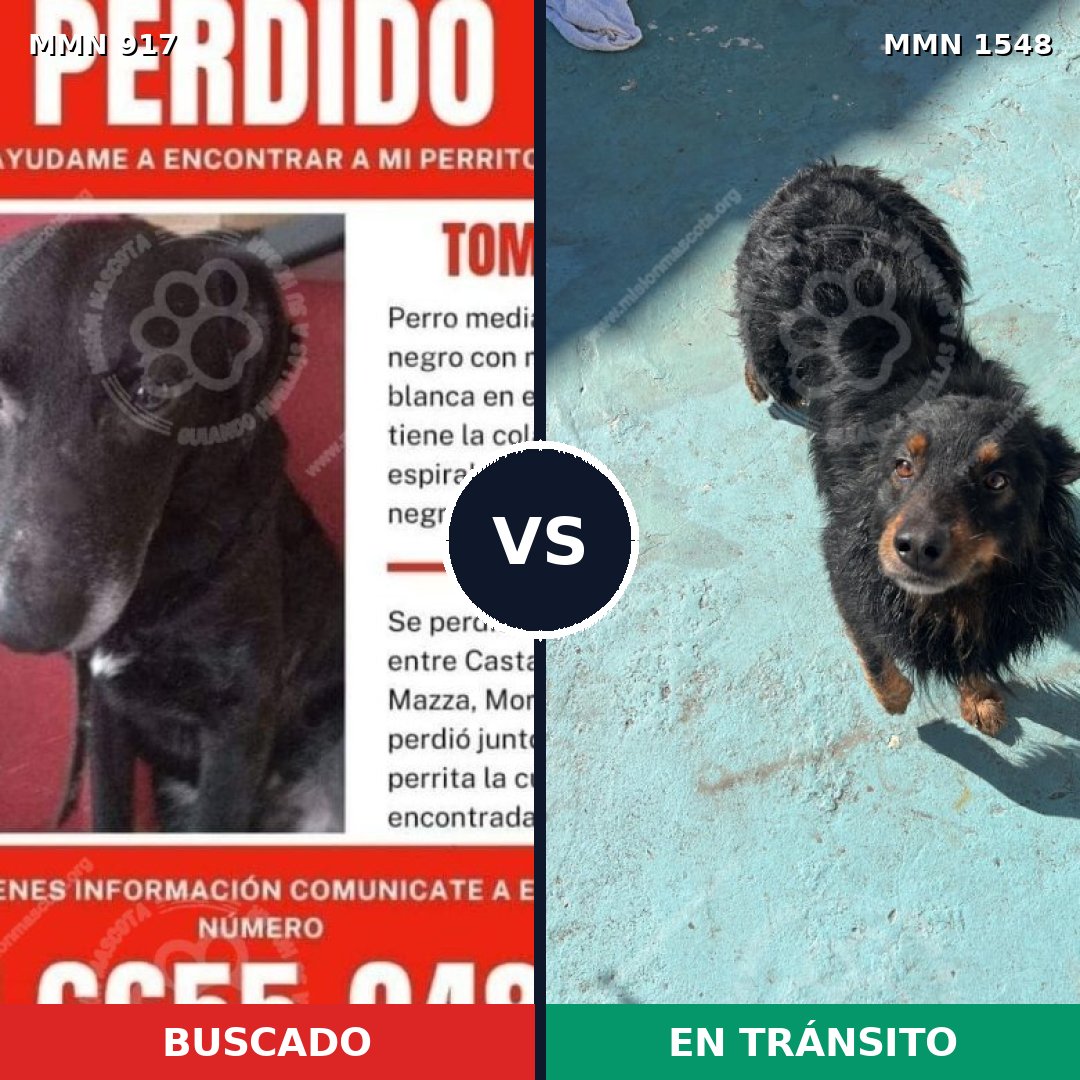 Comparativa MMS 30379: mascota perdida y mascota encontrada, 56% de similitud