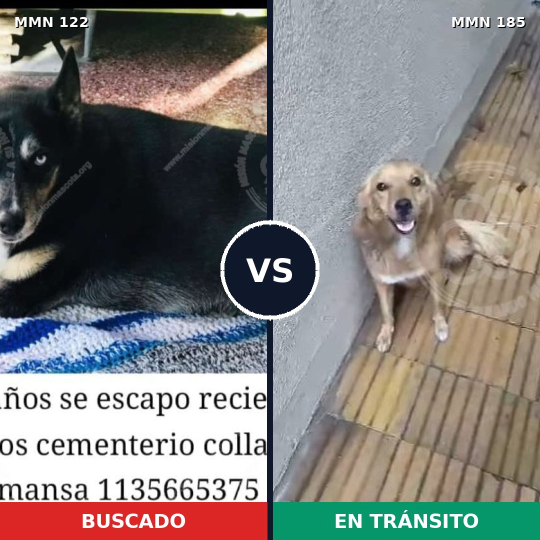Comparativa MMS 3038: mascota perdida y mascota encontrada, 62% de similitud