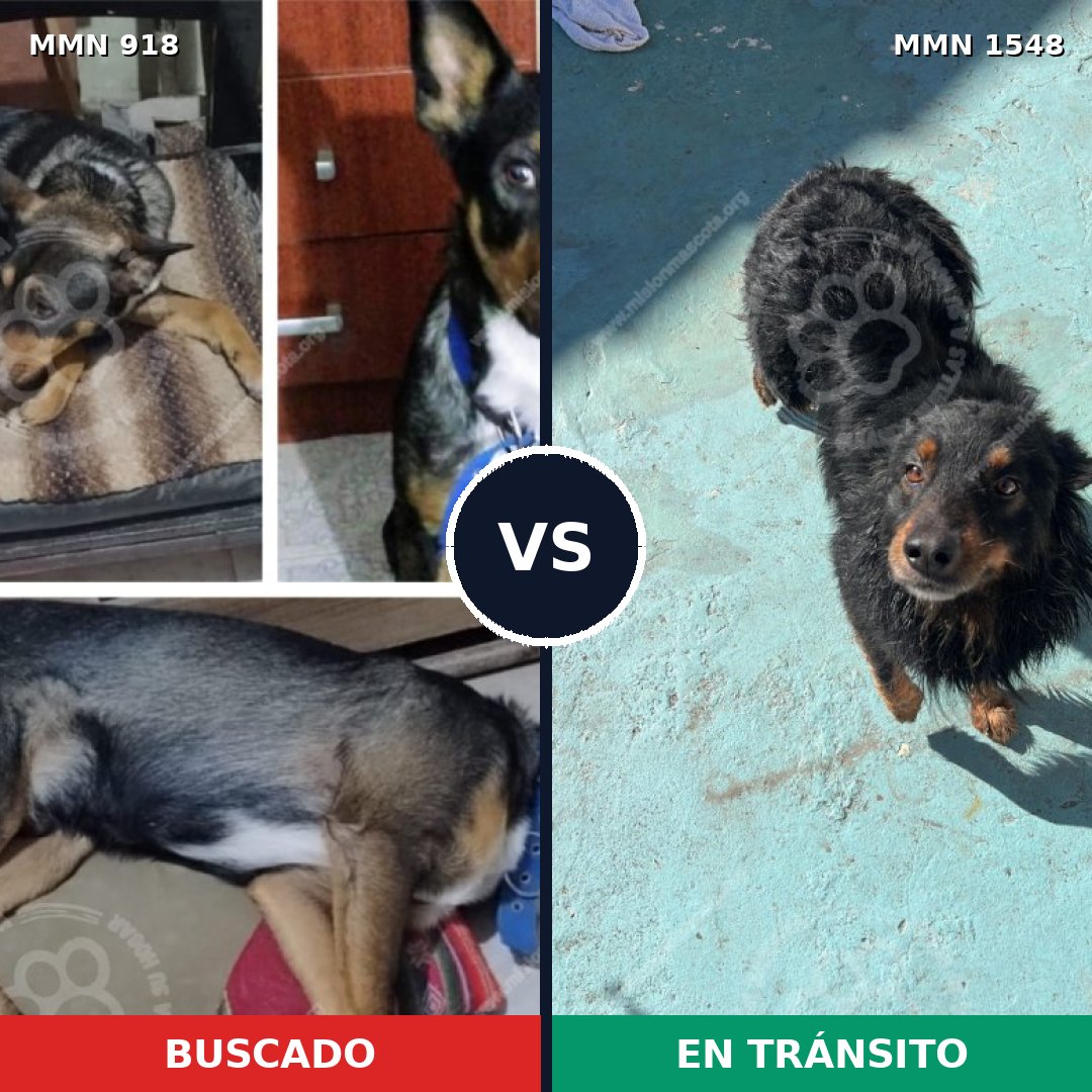 Comparativa MMS 30380: mascota perdida y mascota encontrada, 41% de similitud