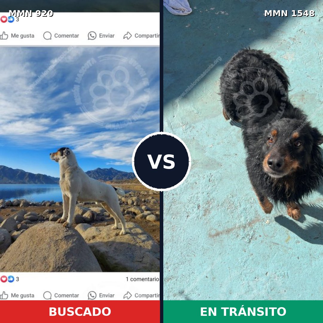 Comparativa MMS 30382: mascota perdida y mascota encontrada, 29% de similitud