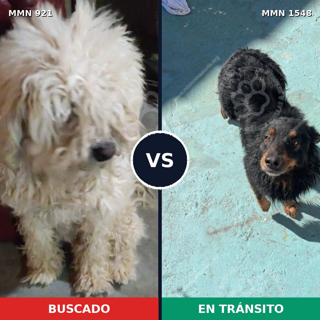Comparativa MMS 30383: mascota perdida y mascota encontrada, 30% de similitud