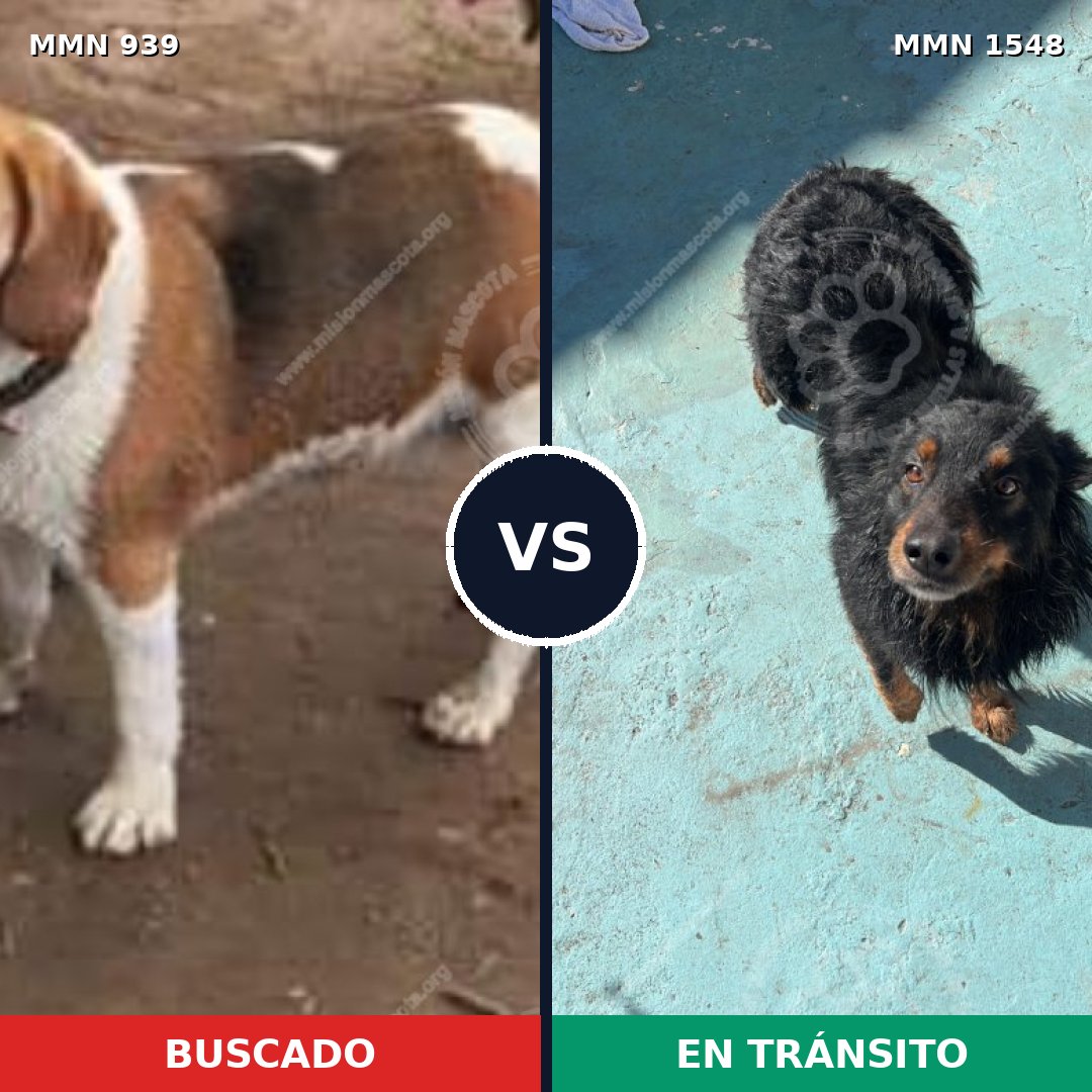 Comparativa MMS 30384: mascota perdida y mascota encontrada, 45% de similitud