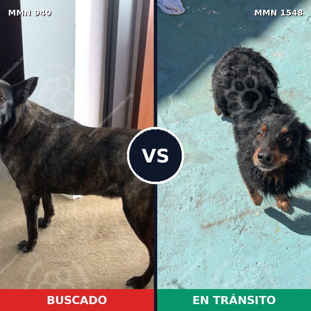 Comparativa MMS 30385: mascota perdida y mascota encontrada, 54% de similitud