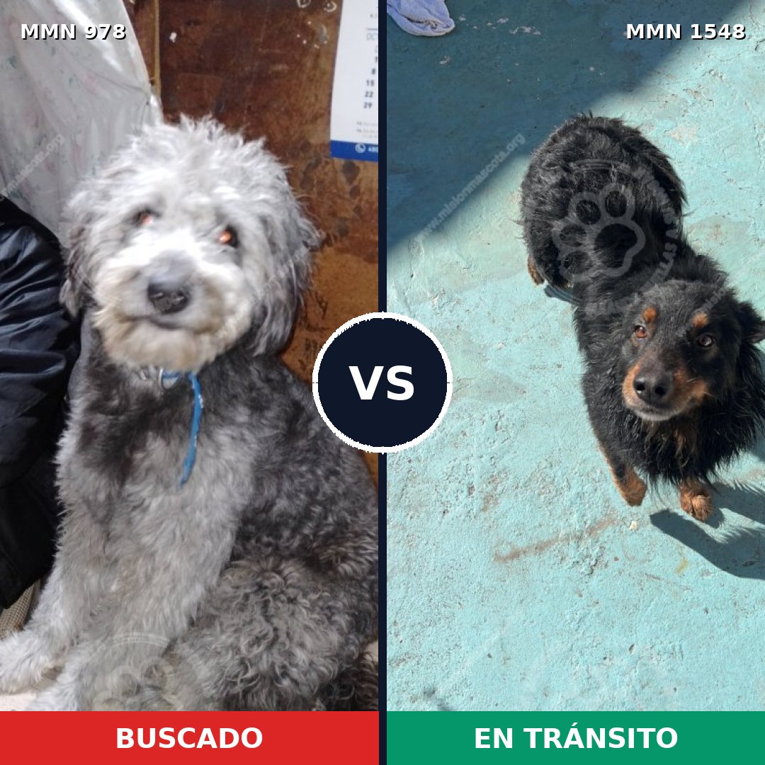 Comparativa MMS 30389: mascota perdida y mascota encontrada, 51% de similitud