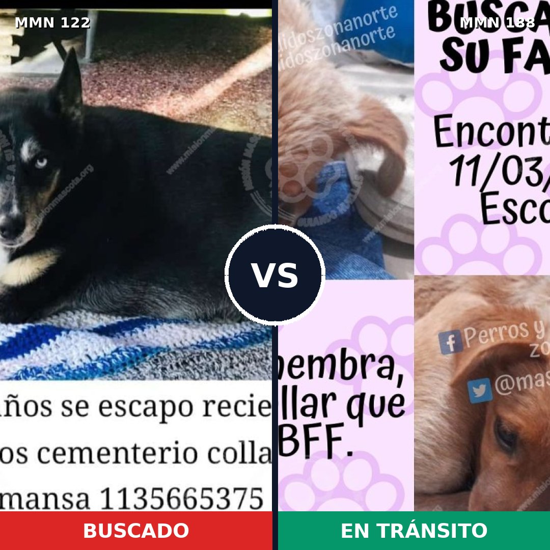 Comparativa MMS 3039: mascota perdida y mascota encontrada, 22% de similitud