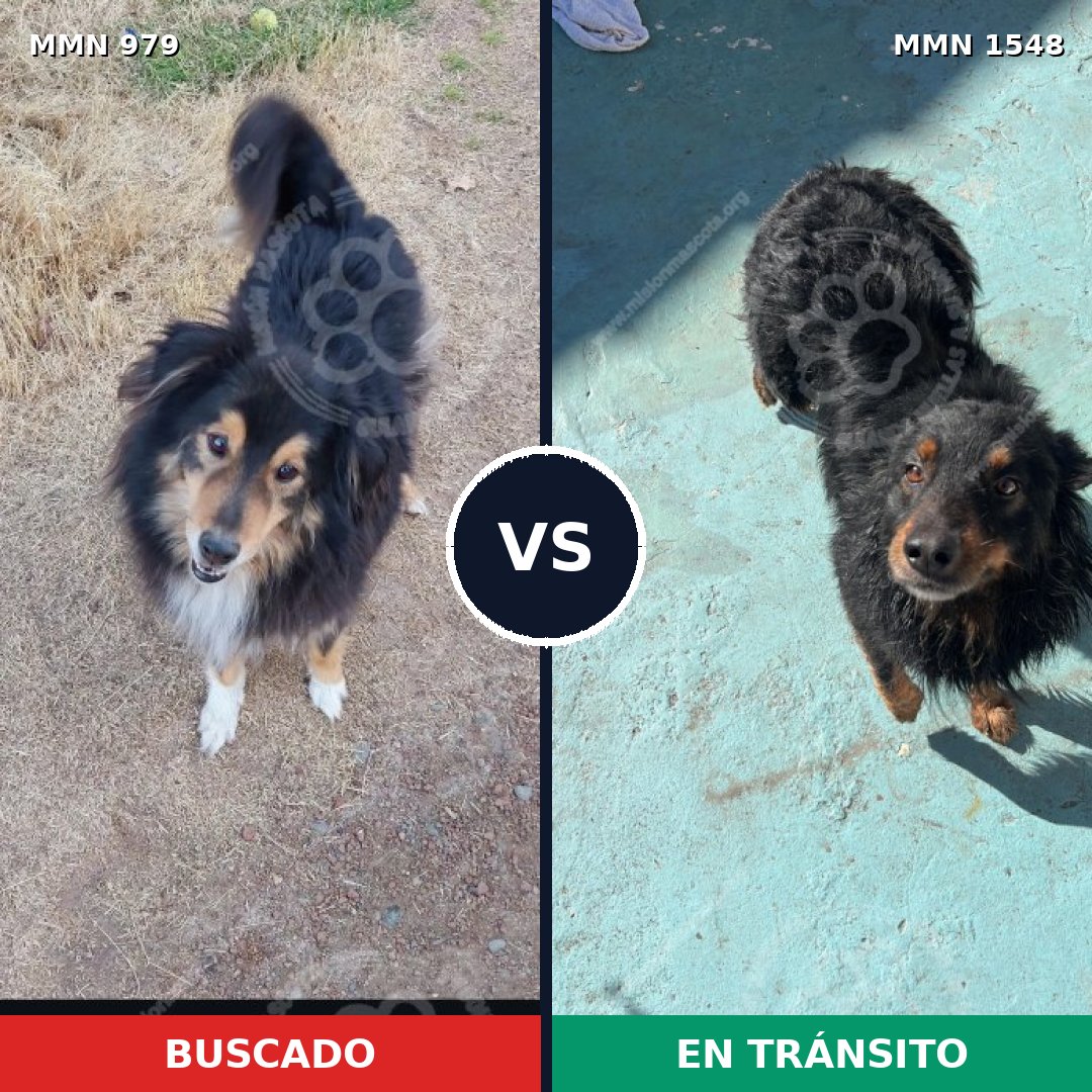 Comparativa MMS 30390: mascota perdida y mascota encontrada, 42% de similitud