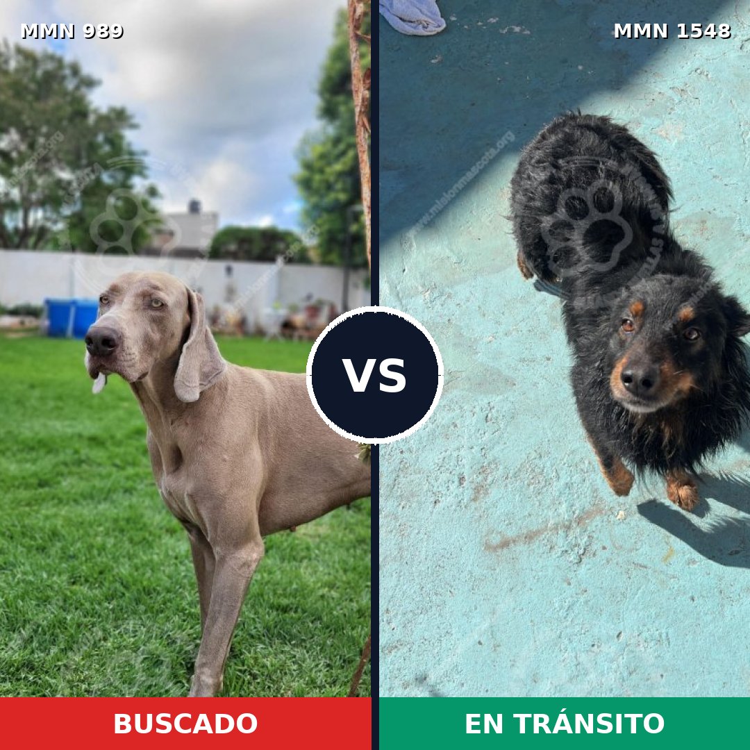 Comparativa MMS 30392: mascota perdida y mascota encontrada, 35% de similitud