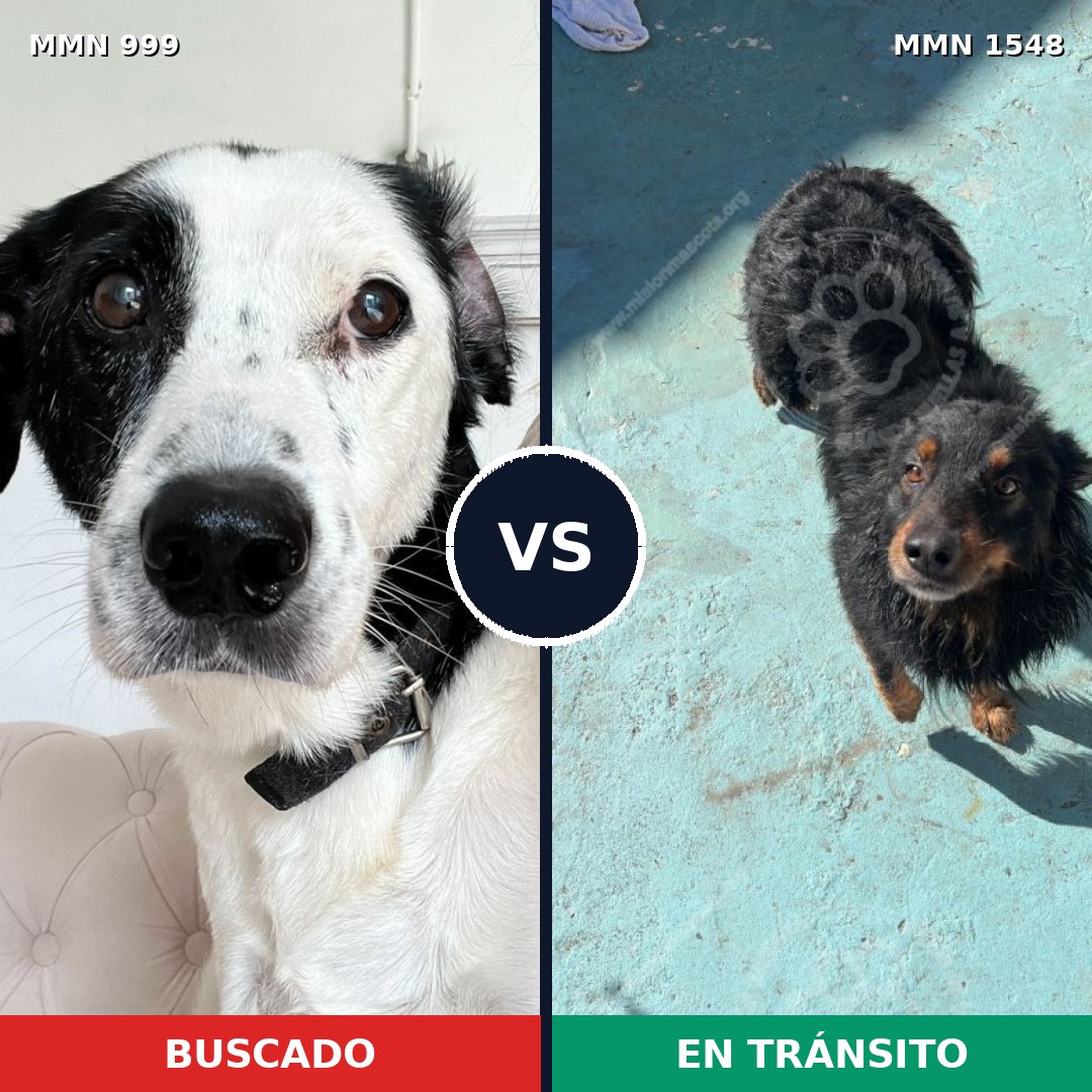 Comparativa MMS 30393: mascota perdida y mascota encontrada, 49% de similitud
