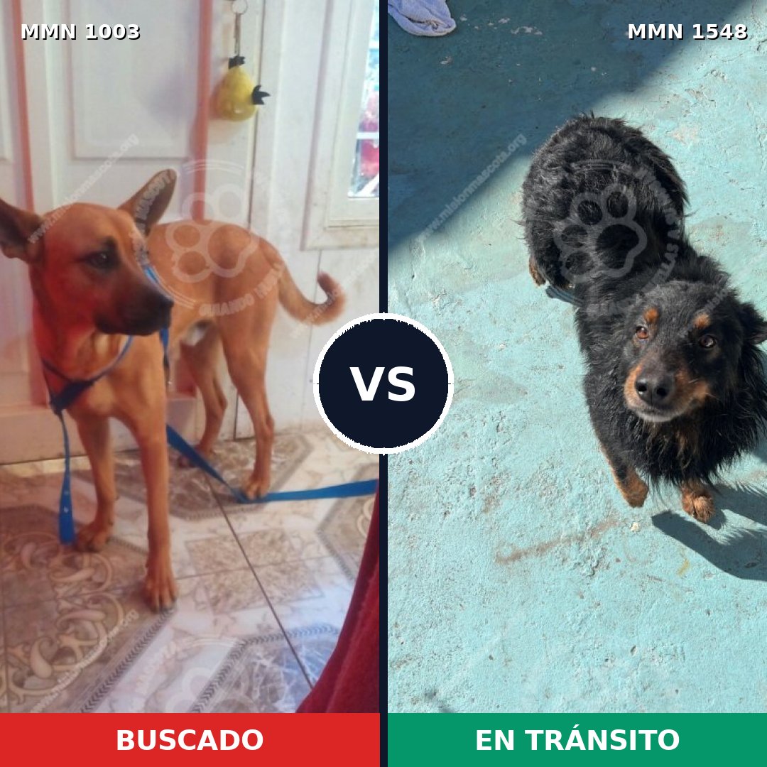 Comparativa MMS 30394: mascota perdida y mascota encontrada, 35% de similitud