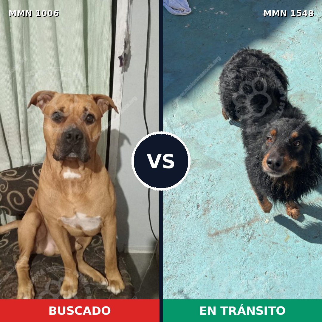 Comparativa MMS 30395: mascota perdida y mascota encontrada, 64% de similitud