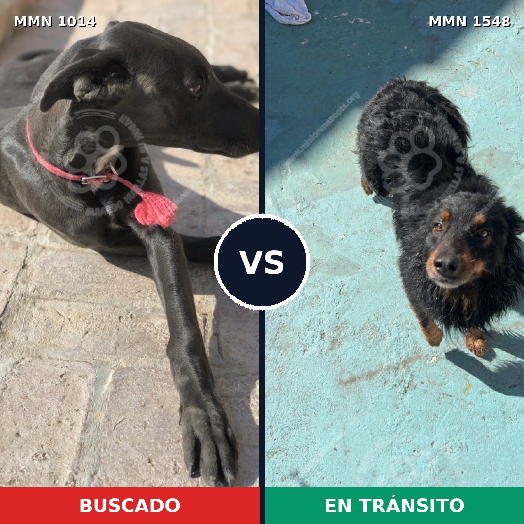 Comparativa MMS 30397: mascota perdida y mascota encontrada, 40% de similitud